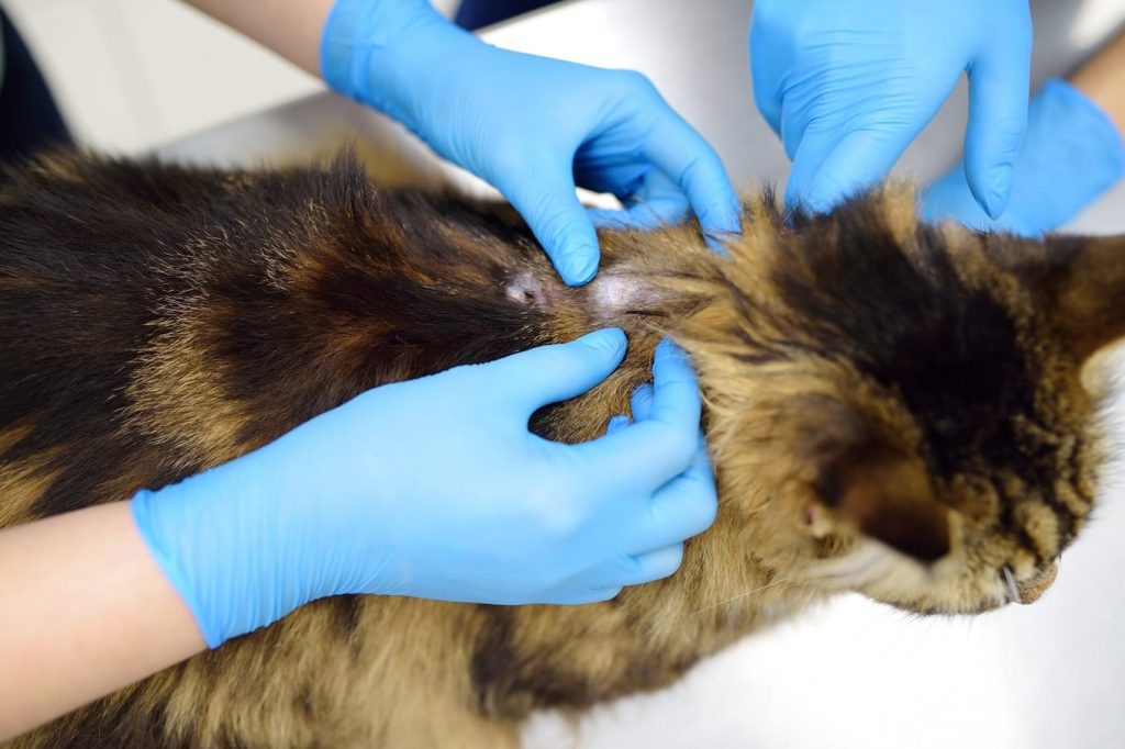 Choroby skóry u zwierząt – pomoc dermatologa w Wieliczce