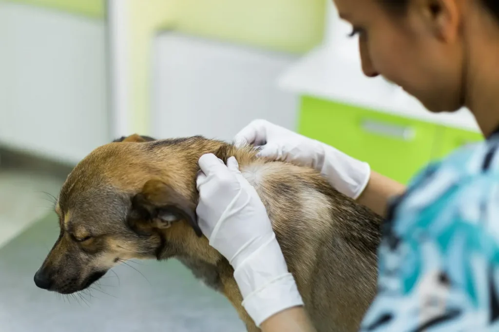 Diagnostyka dermatologiczna w weterynarii – zdrowie skóry